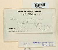 Puccinia antirrhini image