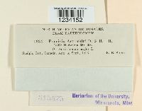 Puccinia antirrhini image