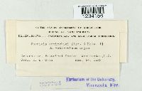 Puccinia antirrhini image