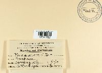 Puccinia antirrhini image