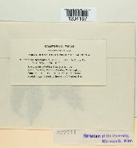 Puccinia apocrypta image