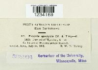 Puccinia apocrypta image