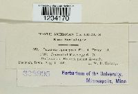 Puccinia apocrypta image