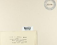 Puccinia apocrypta image