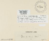 Puccinia argentata image