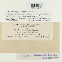 Puccinia argentata image