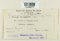 Puccinia argentata image