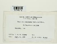 Puccinia argentata image