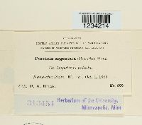 Puccinia argentata image