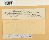 Puccinia argentata image