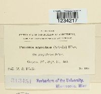 Puccinia argentata image