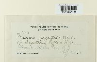 Puccinia argentata image