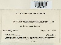 Puccinia argentata image