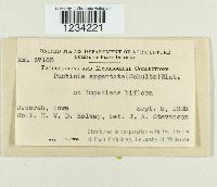 Puccinia argentata image