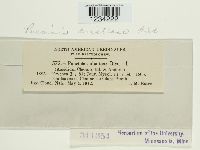 Puccinia argentata image