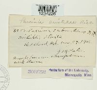 Puccinia aristidae image