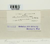 Puccinia aristidae image