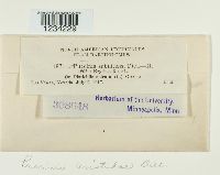 Puccinia aristidae image