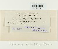 Puccinia aristidae image