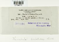 Puccinia aristidae image