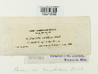 Puccinia aristidae image