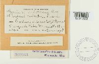 Puccinia aristidae image