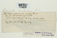 Puccinia aristidae image