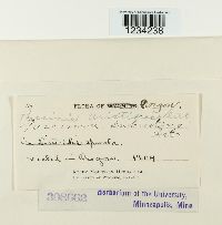 Puccinia aristidae image