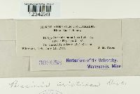 Puccinia aristidae image