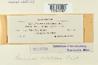 Puccinia aristidae image