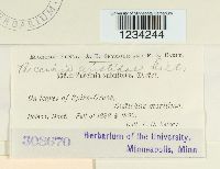 Puccinia aristidae image