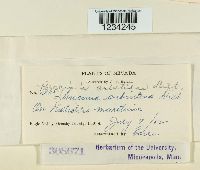 Puccinia aristidae image