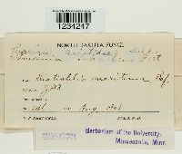 Puccinia aristidae image