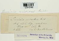 Puccinia aristidae image