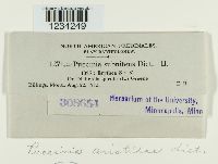 Puccinia aristidae image