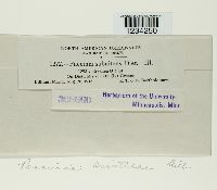 Puccinia aristidae image