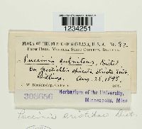 Puccinia aristidae image