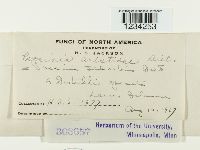 Puccinia aristidae image