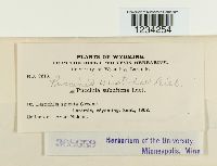 Puccinia aristidae image