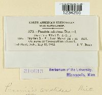 Puccinia aristidae image