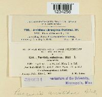 Puccinia aristidae image