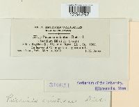 Puccinia aristidae image