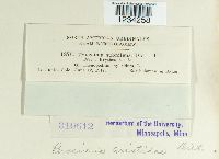 Puccinia aristidae image