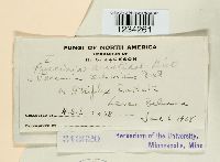 Puccinia aristidae image