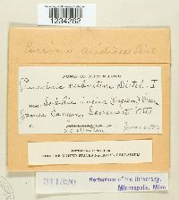 Puccinia aristidae image