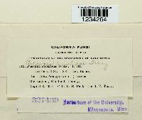 Puccinia aristidae image