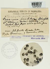 Puccinia aristidae image