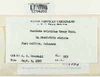 Puccinia aristidae image