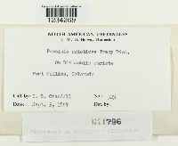 Puccinia aristidae image