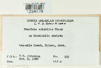 Puccinia aristidae image